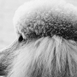 违章罚款怎么交?网上和银行都可以