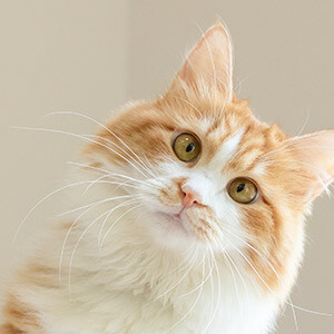 违章罚款怎么交?网上和银行都可以