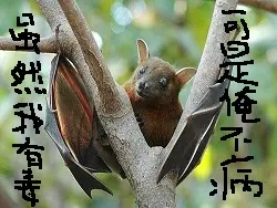 自制上海1.20以来半月疫情统计图表，助你判断出门感染风险