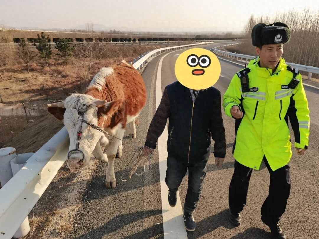 高速惊现牛散步，紧急避让！遇到动物这样保高速安全