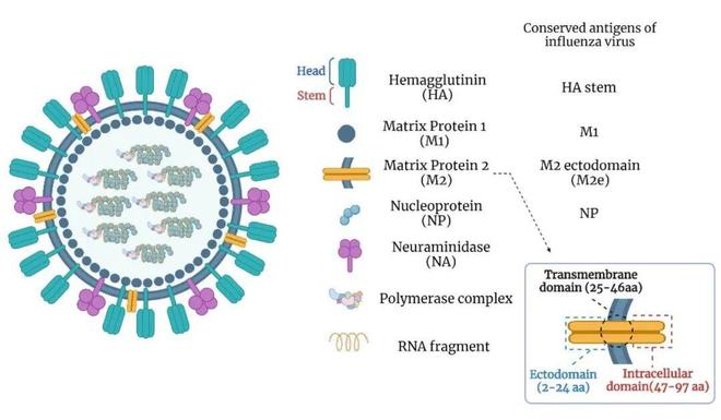 流感疫苗接种指南:时间、人群及不同类型选择全知道