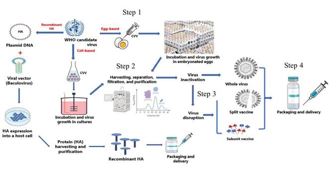 流感疫苗接种指南:时间、人群及不同类型选择全知道