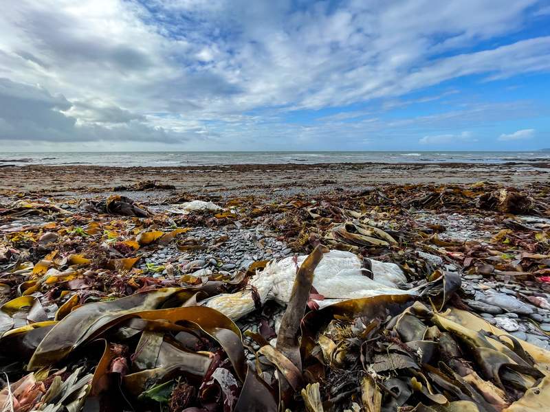 西班牙禽流感疫情严重,首例人感染病例出现,扑杀近4800万只禽类