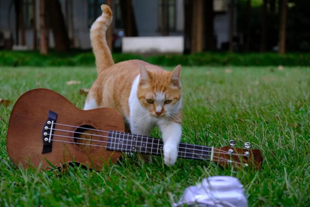 新学期复旦社团迎你！带你走进尤克里里社等社团台前幕后