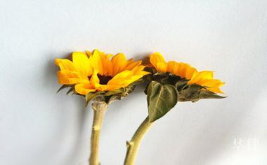 星期天交警队能查违章吗？小事故不报交警怎么处理？